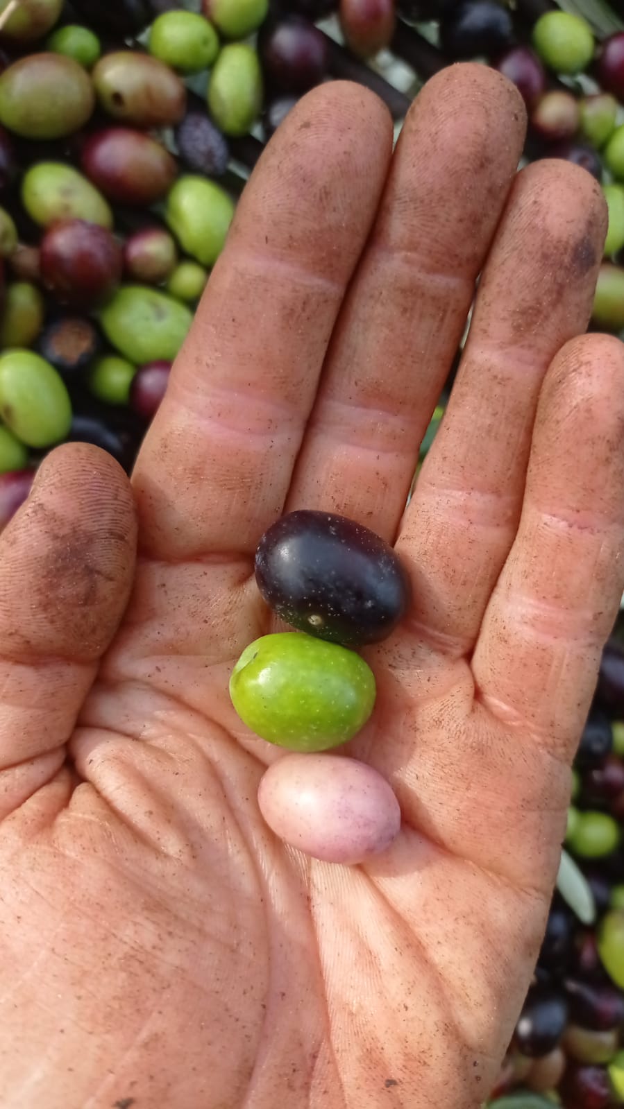 TRA OLIVE E CASTAGNE
