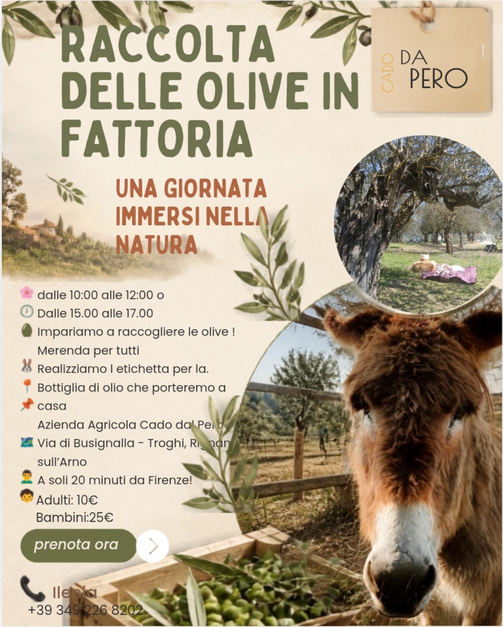 RACCOGLIAMO LE OLIVE IN FATTORIA
